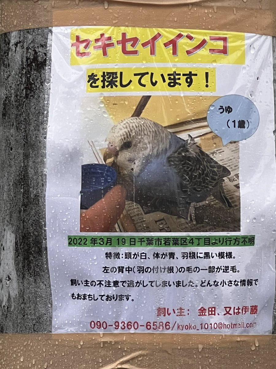 william_cat2's tweet photo. ［拡散希望］
セキセイインコを捜しています。
の貼り紙を見たので、拡散お願いします。

#千葉市若葉区
＃都賀の台
＃若葉区都賀の台
#セキセイインコ https://t.co/DG6GZdovwh