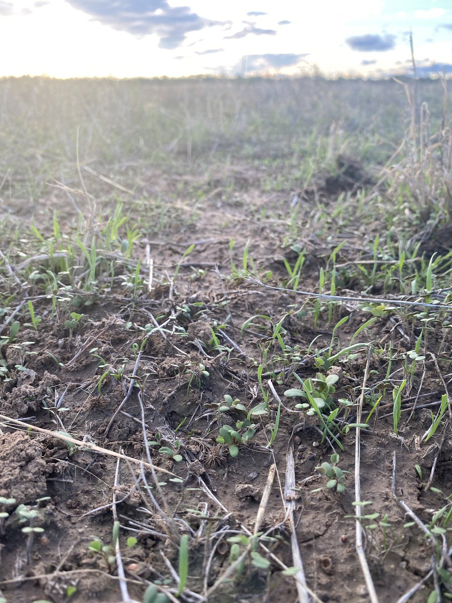 sandra ireson tweet media