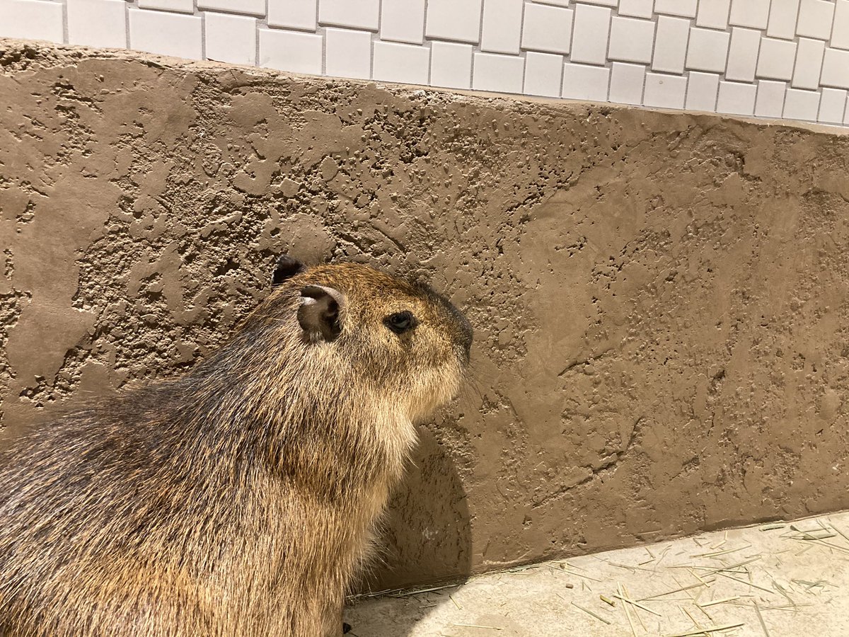 名古屋parco 名古屋パルコ 本日オープン 東館５階 矢場動物堂 お買い物の合間にかわいい動物たちに癒される アニマル好き必見の新感覚体験型テーマパークです 雨の日でも動物たちとふれあえます ゴールデンウィークのお出かけにぜひお越しください