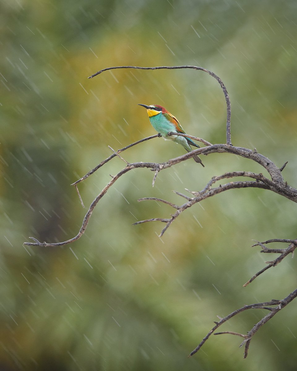 European Bee-eater
🔶
#EuropeanBeeEater #BirdsSeenIn2022 #springmigration #wildlife #birdphotography #nature #birds