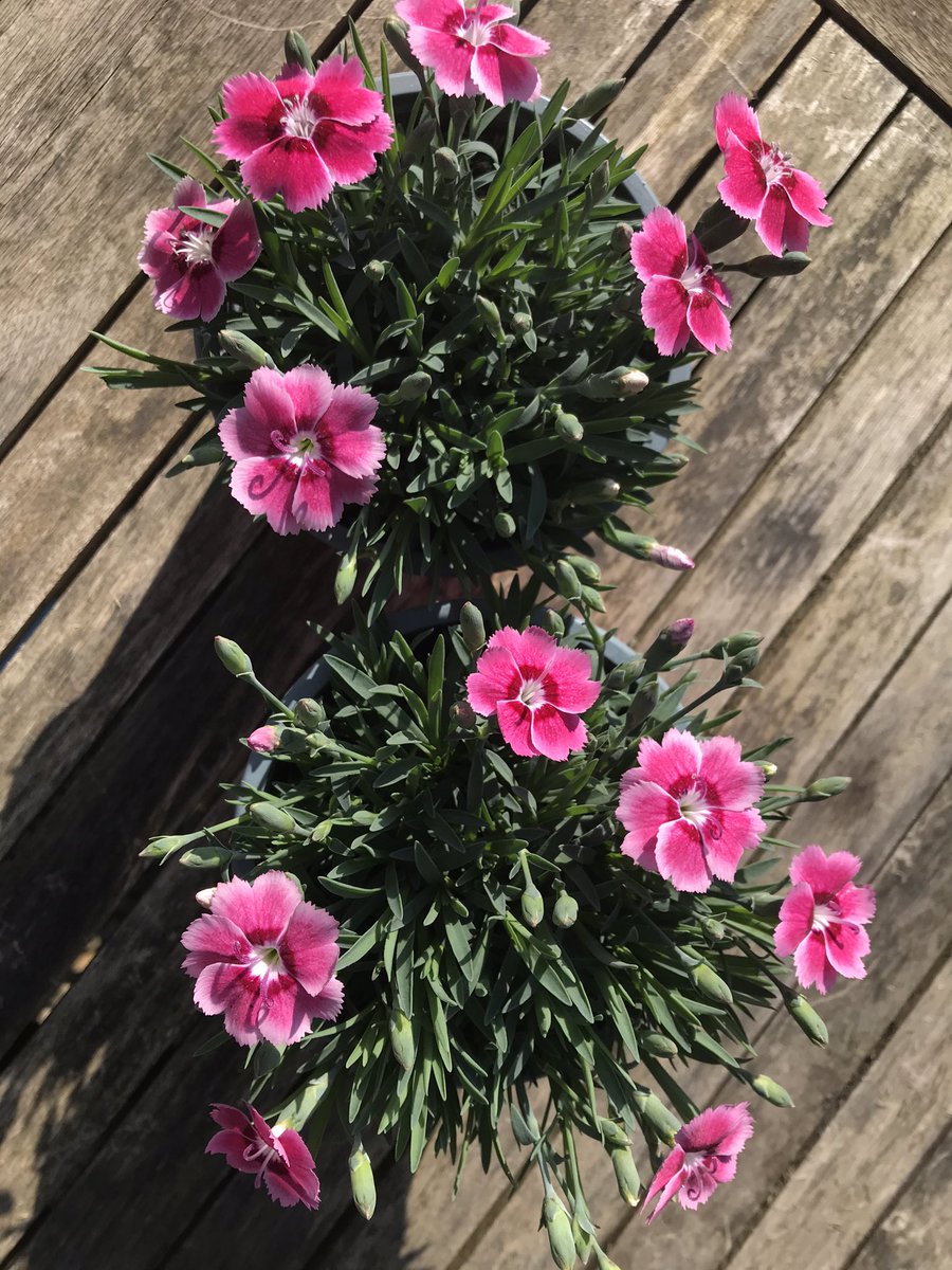 PippaGreenwood's tweet photo. Ooooooh, look what I’ve got! Perfect shape, fantastic flowers, and a perfume which filled my car. Introducing ‘Electric Dreams’ a perfect pink! And look at all those buds too! https://t.co/8wWu89GDoo