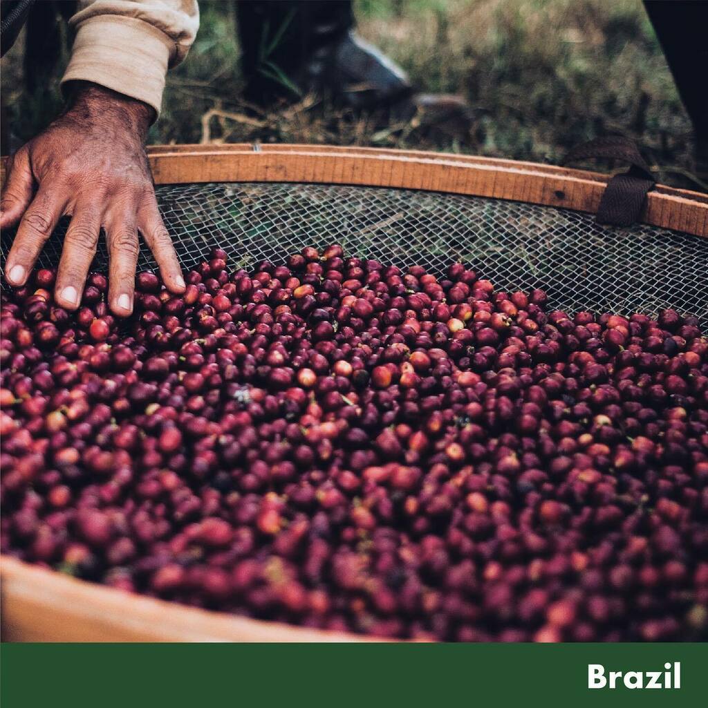 thissideupjp's tweet image. ✎
[BRAZIL]
Fazenda California Double Fermentation

パッションフルーツやオレンジブロッサムを思わせるフレーバー。
ジャスミンのような香りと共にそのジューシーさが印象的です。

Double Fermentation Process
コーヒーチェリーを冷... #thissideup #thissideupjapan #コーヒー生豆 #生豆輸入