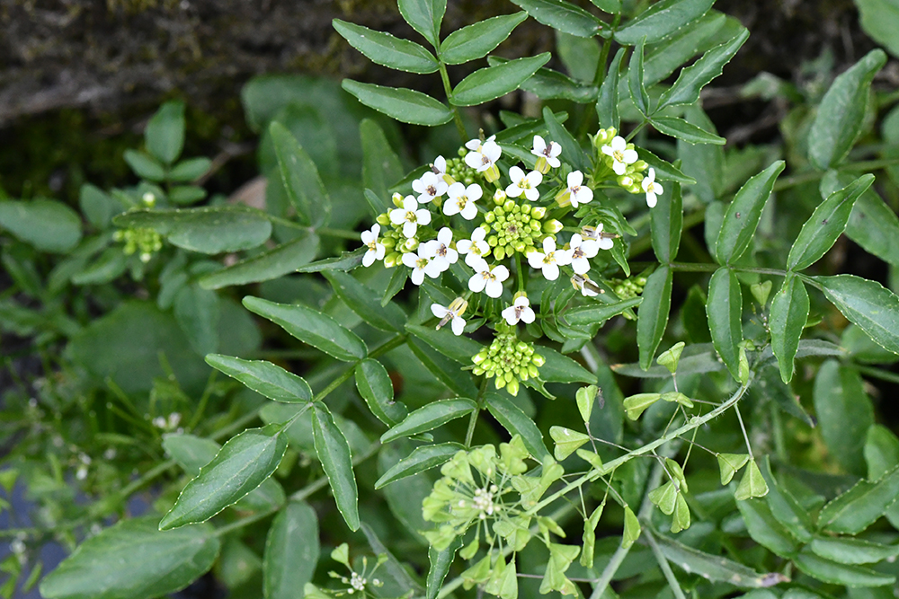 تويتر 橘 為右衛門 على تويتر 今日の花 オランダガラシ 撮影４月25日 群馬県 アブラナ科 クレソンの別名でよく知られている あちこちの水路にやたらはびこっている 食べられるものだが この写真のように側溝に生えているものを摘んでくる気にはなれない