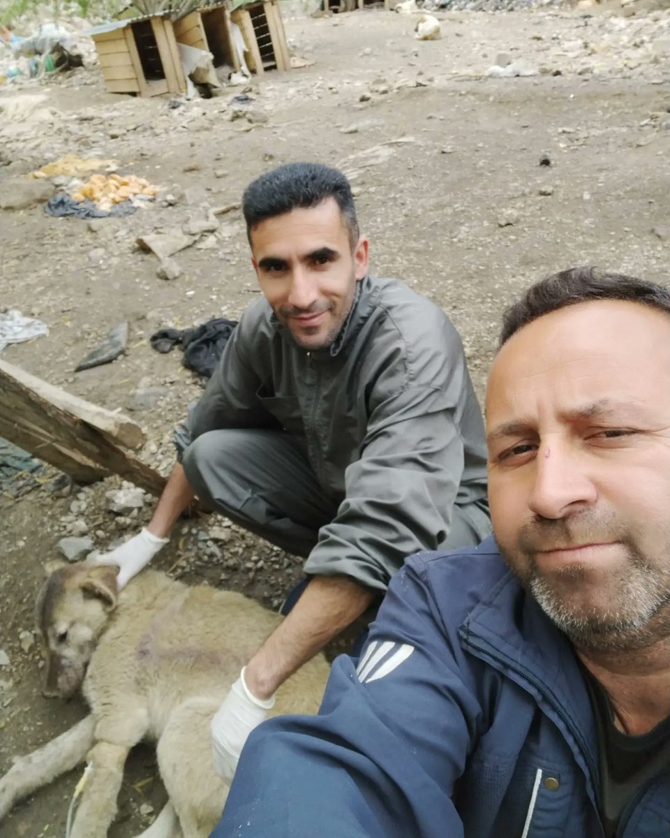 SemHayDer's tweet photo. Hasta ve bitkin düşen bir #candostumuza veteriner hekimlerimizce gerekli tedaviler yapıldı. 
#CanDostlarımız
@HakkariValiligi
@idrisakbiyik
@GSemdinli
@SemdinliBldyesi
@HaytapOfficial https://t.co/MWZCdQazB9