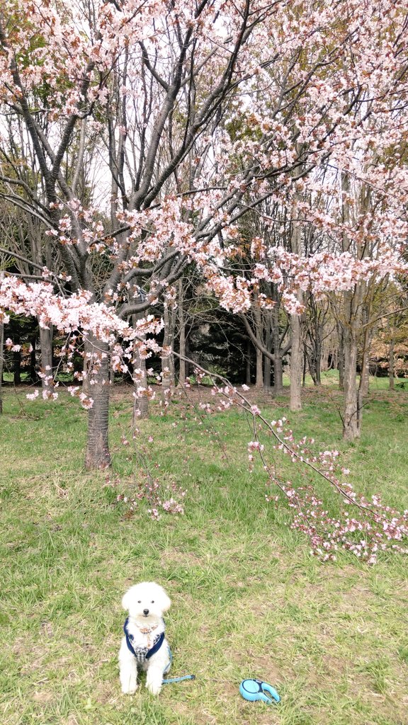 alto0530's tweet photo. まちに待ったドライブの季節🚙

桜🌸を見にモエレ沼公園に行って来たよ‼️
���が強くて寒かったわ😖

#マルプー 
#犬のいる幸せ 
#花見 https://t.co/VB5ROZB8wN