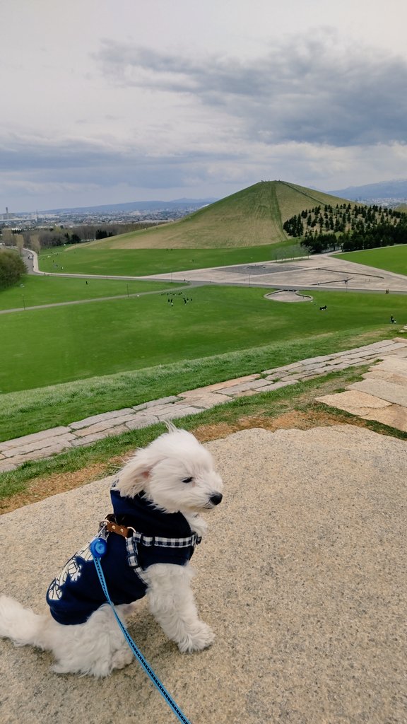 alto0530's tweet photo. まちに待ったドライブの季節🚙

桜🌸を見にモエレ沼公園に行って来たよ‼️
���が強くて寒かったわ😖

#マルプー 
#犬のいる幸せ 
#花見 https://t.co/VB5ROZB8wN