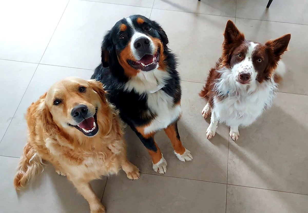 ButtonBernese's tweet image. Happy Bank Holiday Friday from the squad #bernesemountaindog #GoldenRetrievers #bordercollie #dogsoftwitter #BankHolidayWeekend