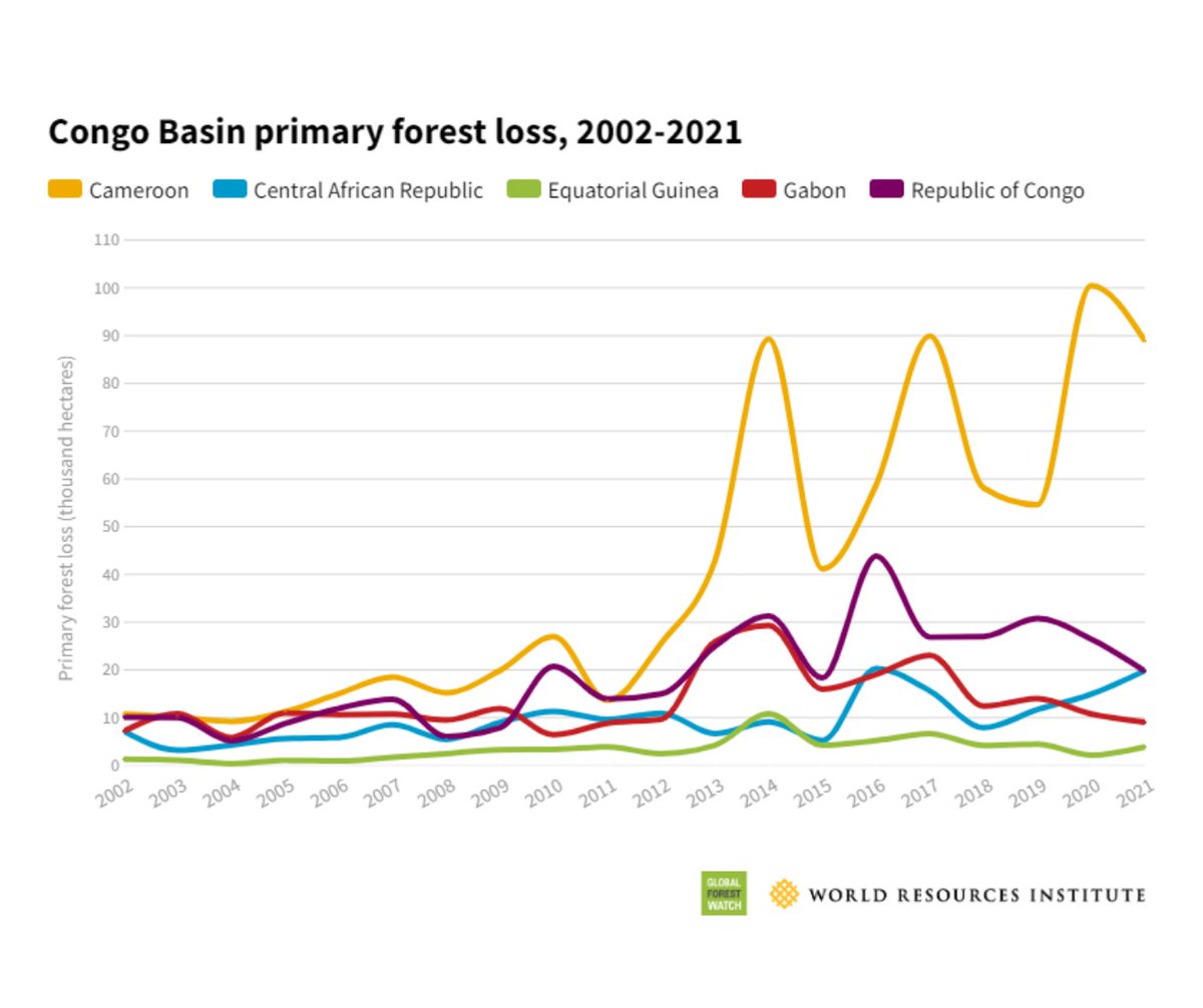 The DRC’s large forests are important carbon sinks, but they lost nearly half a million hectares of primary forest in 2021.

Big changes are needed to curb persistently high rates of loss. Learn more on the #GlobalForestReview ▶️ gfw.global/37NKP9z