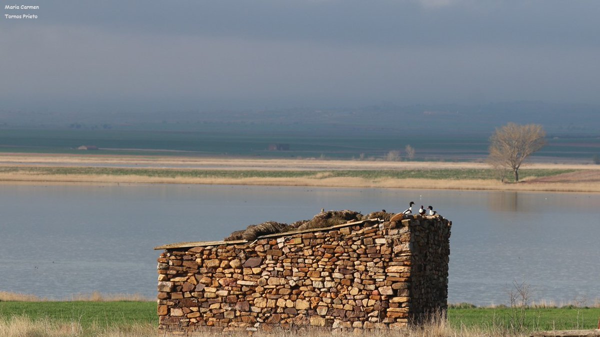 Los protagonistas de hoy, #tarroBlanco #Tadornatadorna
#lagunadegallocanta  
Buen y feliz día para todos.
Viernes 29 de abril.