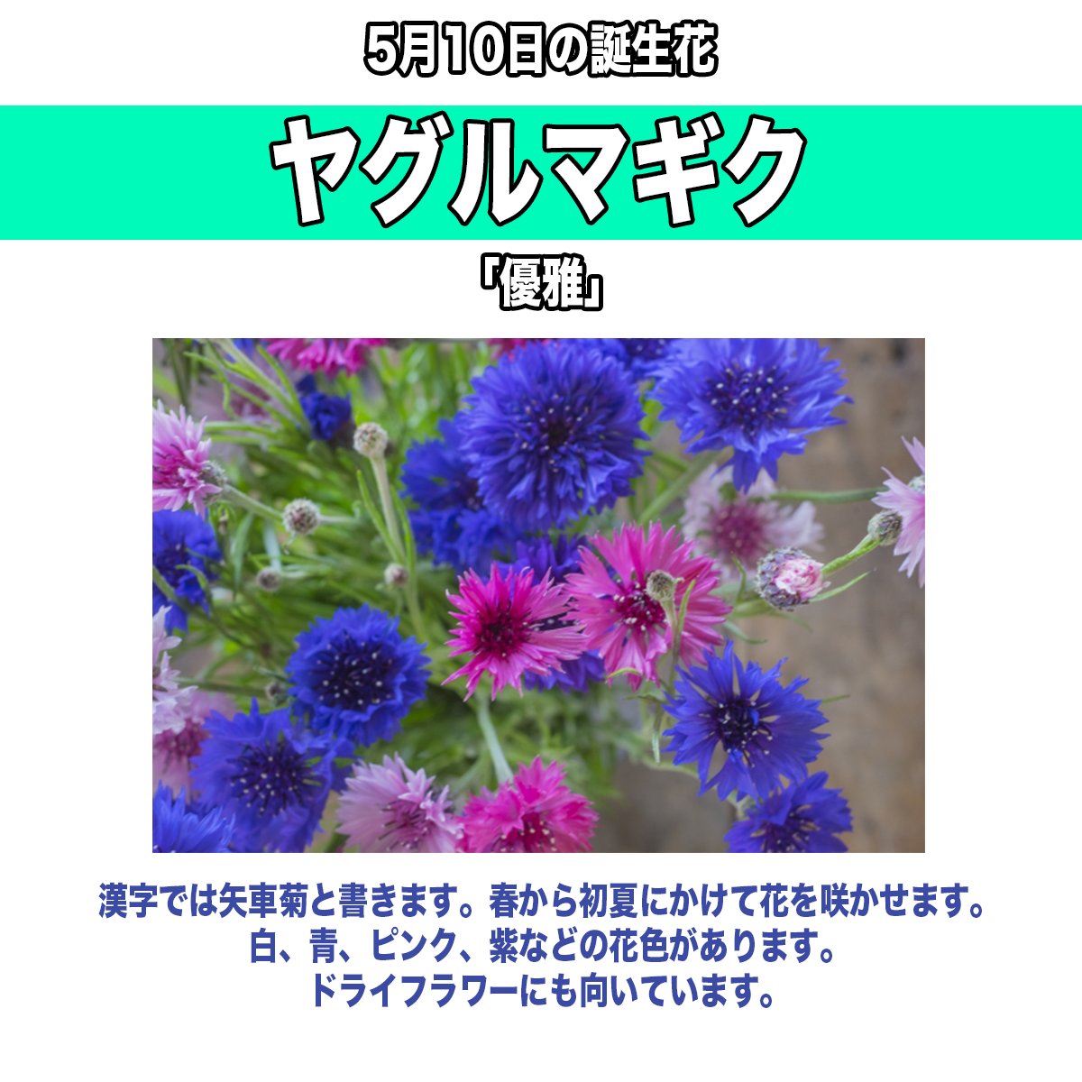 Hint Pot ヒントポット 5月10日生まれの方 お誕生日おめでとうございます 誕生花はヤグルマギク 花言葉は 優雅 同じ誕生日の有名人は 志田未来 さん 草刈民代 さん 島田珠代 さん 今日のお花 T Co Aemes5reua Twitter