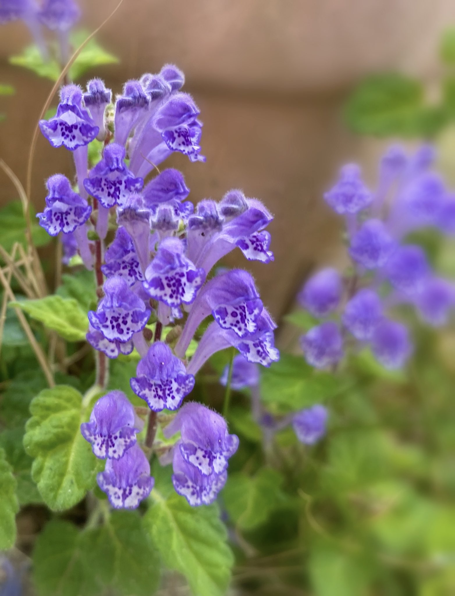 ゆう遊架 足元に愛らしく 立浪草の華やぐ紫 花 花写真 写真 立浪草 タツナミソウ T Co Vy1p0lbrfo Twitter ゆう遊架 足元に愛らしく 立浪草の華やぐ紫 花 花写真 写真 立浪草 タツナミソウ T Co Vy1p0lbrfo Twitter