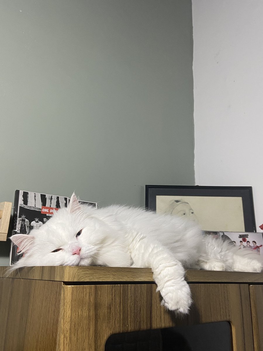 DudutNdut's tweet photo. gak puasa
gak sholjum

kucing https://t.co/NJhJBVBZuR
