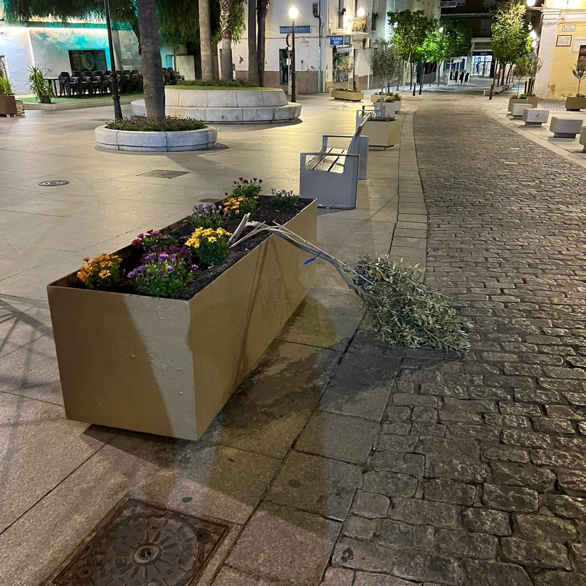 COPEMERIDA's tweet photo. Otra vez vandalismo, rompen los pequeños olivos recién plantados de la zona del Arzo de Trajano https://t.co/sDD4v6r6V2