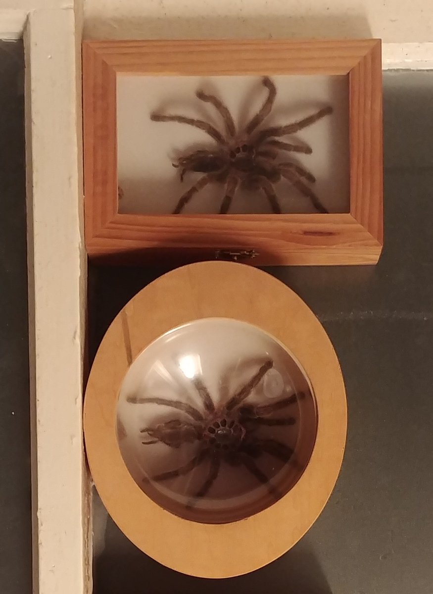 Stereo75's tweet photo. 22 years later, I still have these things.

I had Chuck/Charlie for 12 years.

Me &amp; @misspeanut72 hung out  one day &amp; I bought a Tarantula.

Chuck/Charles lived for 12 years. Watching his molts was incredible. Nature is crazy LOL https://t.co/s1u55hJYSE