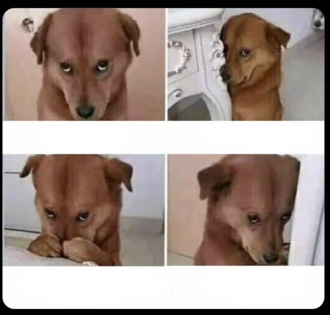 Nobody:
My street Dog flight with your babe 😆 #dogs