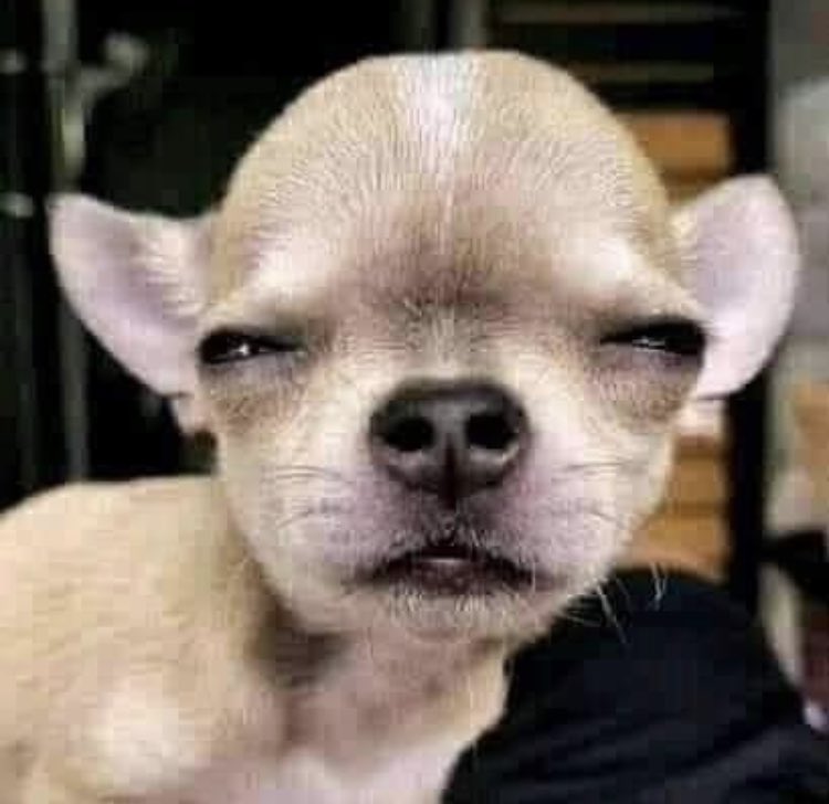 Be like sey this Dog sight hin Customer abi wetin e dey look

#dogs