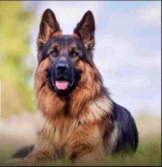 This idiot go dey lick 😋 plate oo... As in daily meals ehn
#dogs