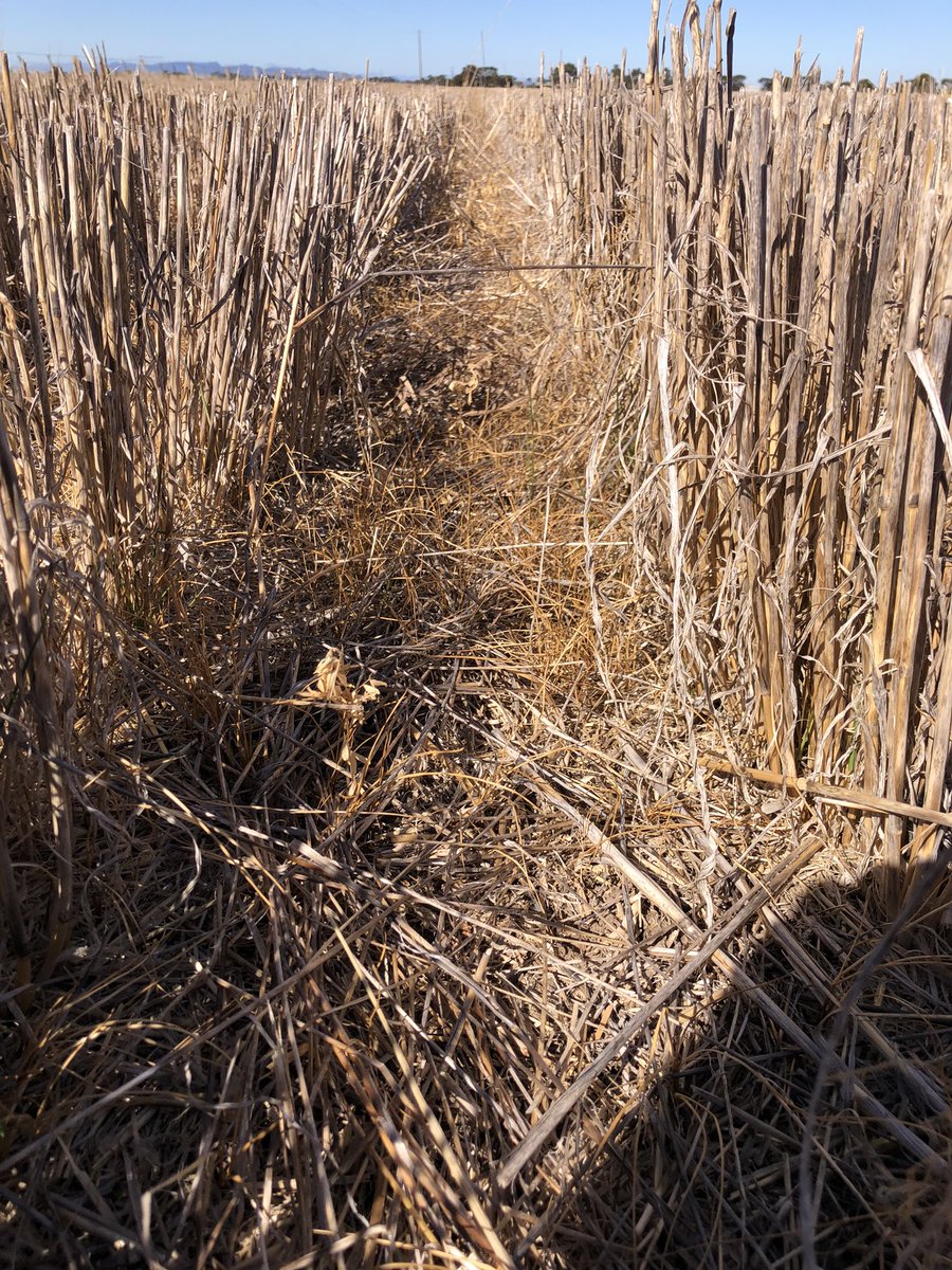 warwick_stone's tweet photo. Early breaks given us a golden opportunity on hitting ryegrass this year 👌 https://t.co/BebPTf8PcN