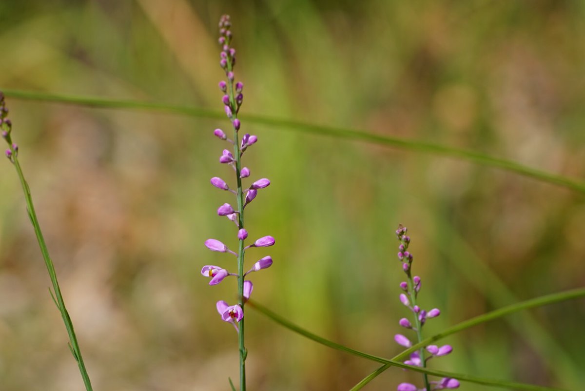 lost_in_botany's tweet photo. #Comesperma virgatum (#Polygalaceae) are so spindly makes it a pain to take close ups when there’s wind about! https://t.co/erx3Dpxa9l