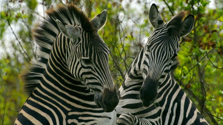 African_grey's tweet image. While all the other animals are lethargic in the midday heat, those guys in stripey pajamas can be quite playful when the mood strikes them. #zebras #krugernationalpark #playfighting instagr.am/p/Cc7DNveNpsc/
