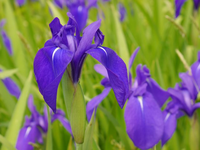 生花 高画質 のtwitterイラスト検索結果 古い順