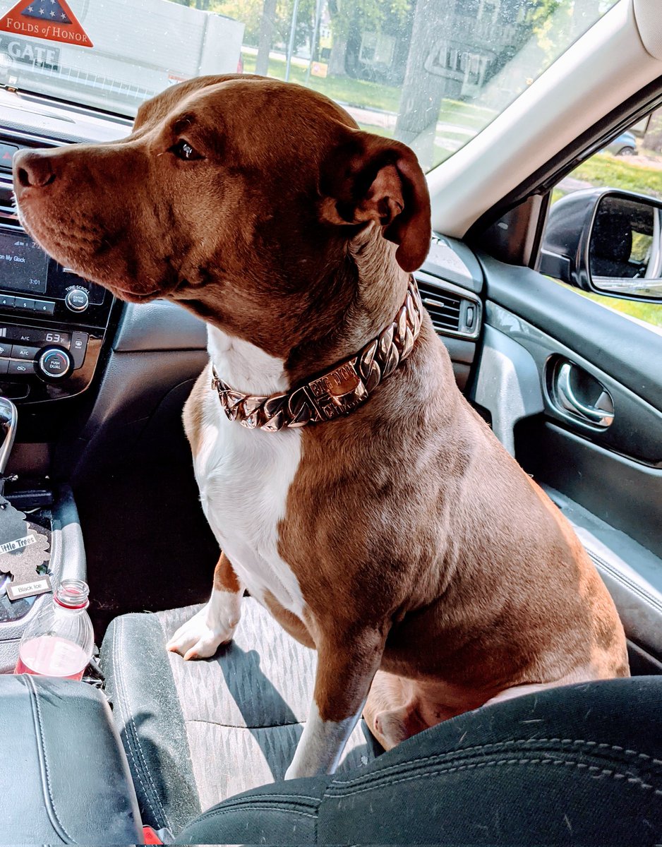 BinstockJeremy's tweet photo. @usa_pitbull https://t.co/COvqbiRTtY