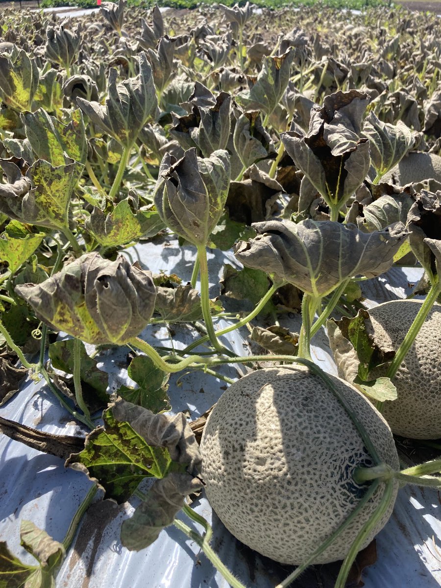 ORONDIS Flexi fungicide did an amazing job keeping downy mildew out of the rockmelon crop…with that much disease pressure in the untreated area it certainly gave unbelievable protection! ⁦<a href="/SyngentaANZ/">Syngenta ANZ</a>⁩ #orondisflexi