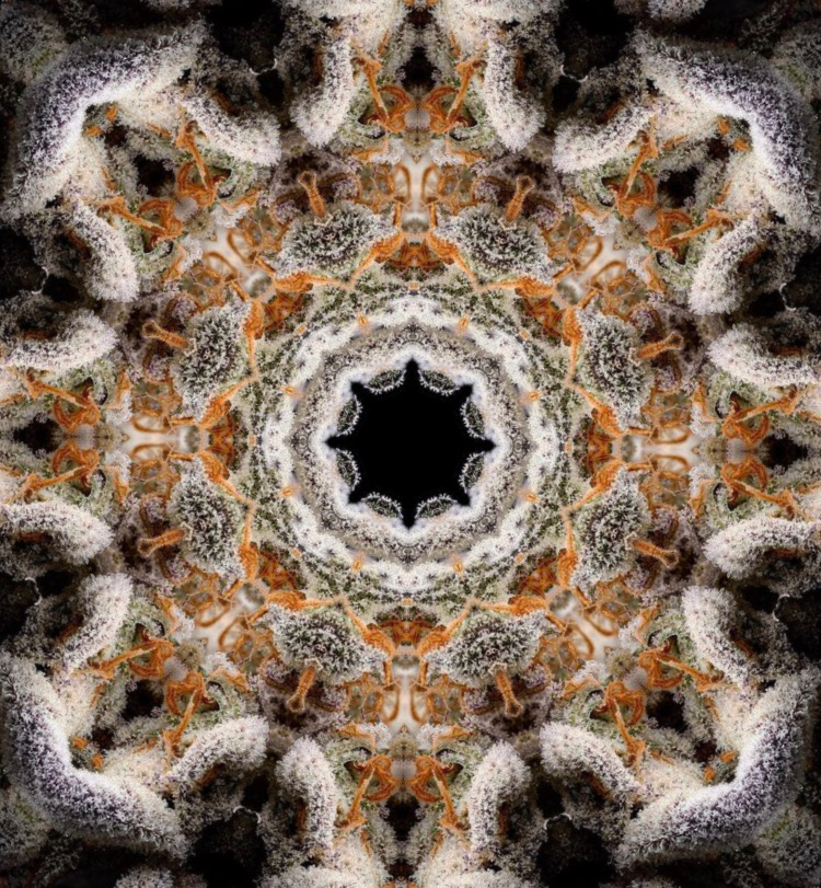 BudsyEth's tweet photo. Working on some new combinations!!!! from Soil to Art #web3 #NFT #cannabis #art #soil #flowers #NFTalpha https://t.co/K7umRhShRY