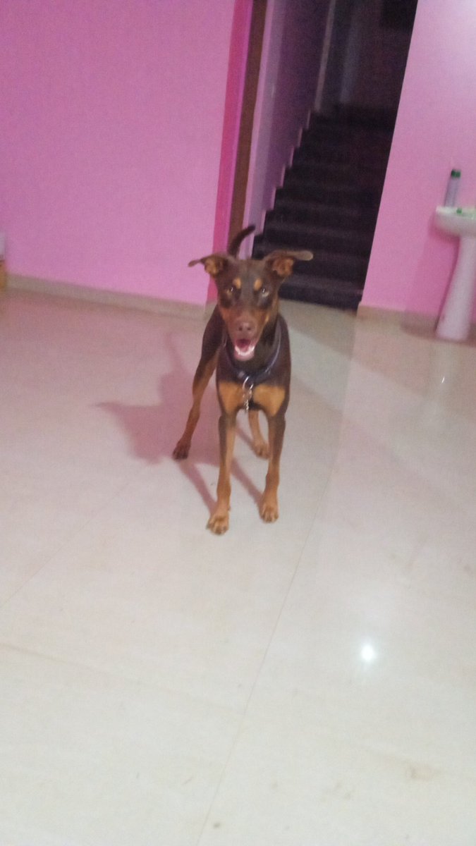 DavideCananzi's tweet photo. @WilsontheRetri1 Shakey pics like always because my Ozzy or ozzy bear like we calling him when he does naughty (23.99x7 of the time) just can't stand still... #ozzythedobbie #AdoptDontBuy https://t.co/N2fZXOwhmO