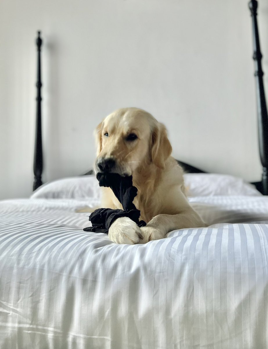 ThyagiR's tweet photo. Looks like a Kaputa, snaps back like a Kaputa but does it steal like a Kaputa? 

@PetsAgainstgota #DogsofTwittter https://t.co/OElEs5xdIG