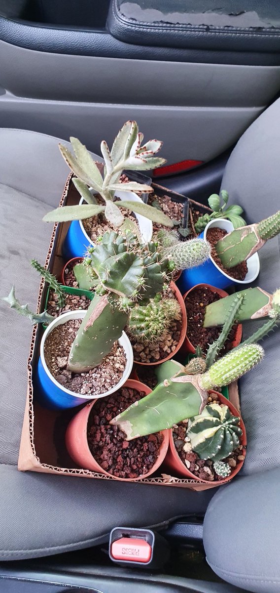 EAlnz_73's tweet photo. 🌵 https://t.co/LCPry2UmlO