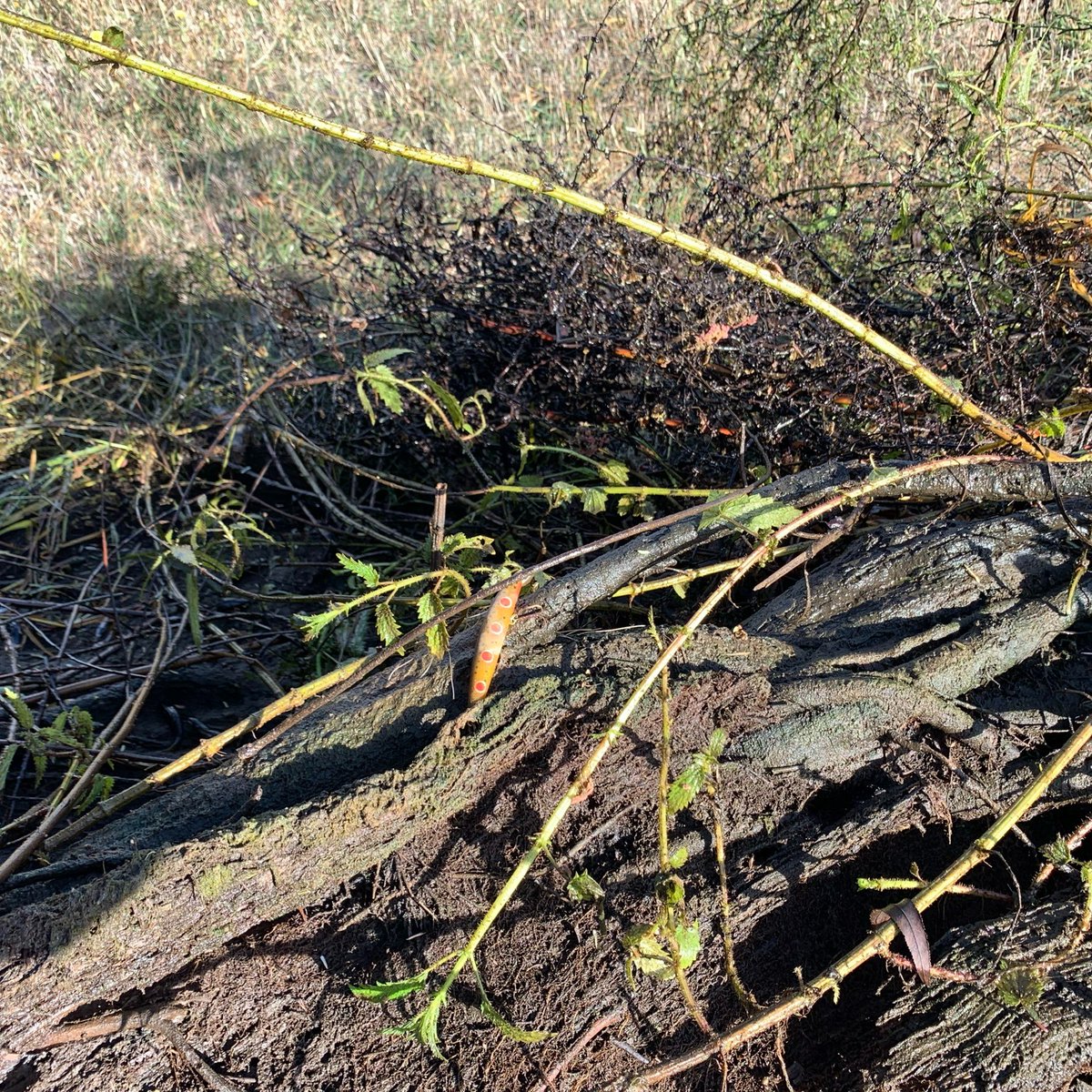 GHCMA's tweet image. Did you lose a lure in Merri River? 
We found it! ... embedded in a 5.5 tonne willow tree removed as part of ongoing works in and around the rivers of Warrnambool. 
Find out more about the projects here: bit.ly/37MlQUP 
#castingfail #fishing
@VR_Fish @DELWP_Vic