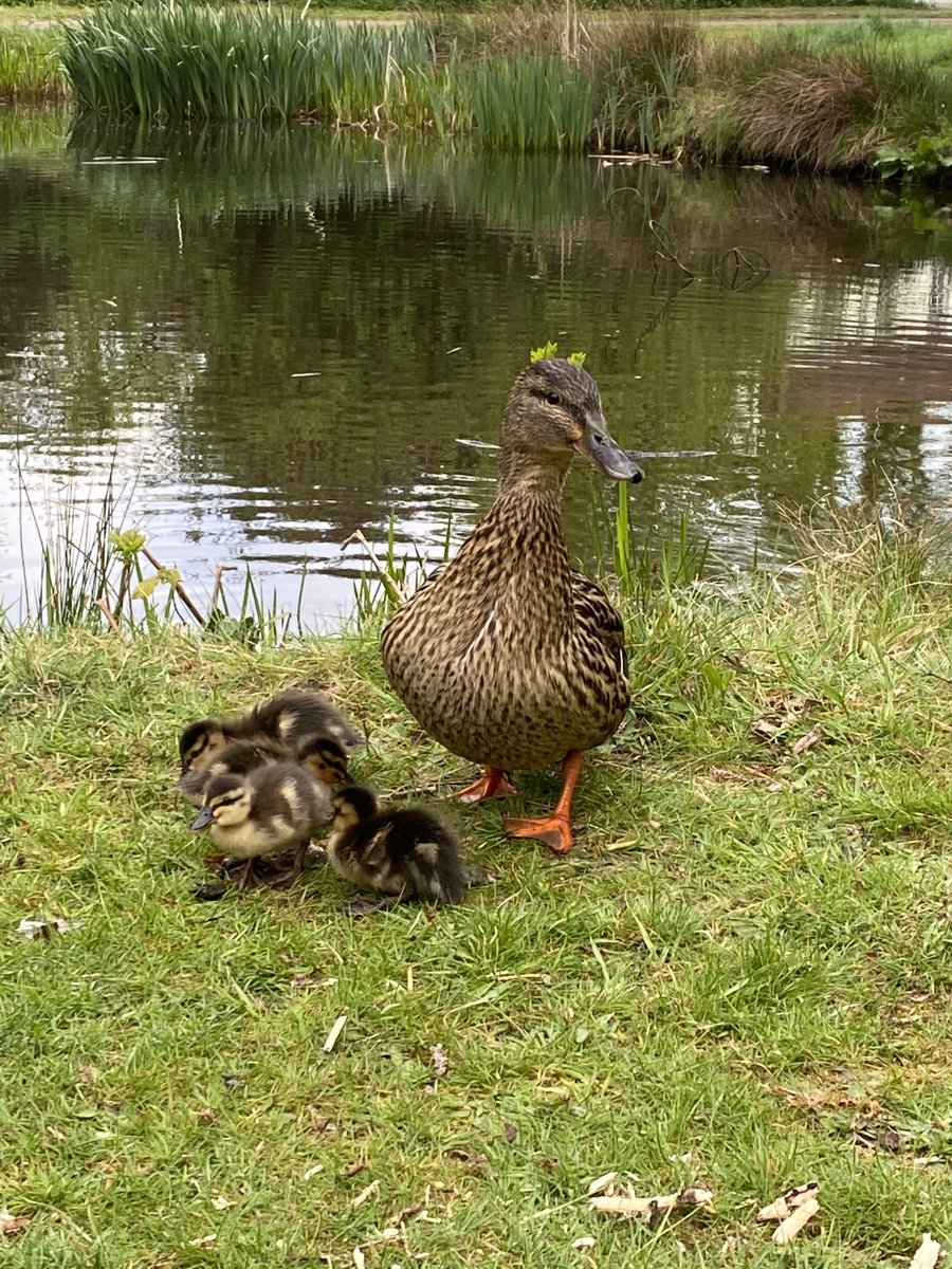 Happy Friday! 🦆 🐣