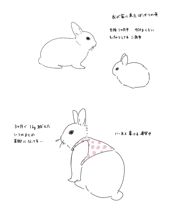 うさぎ日記 
