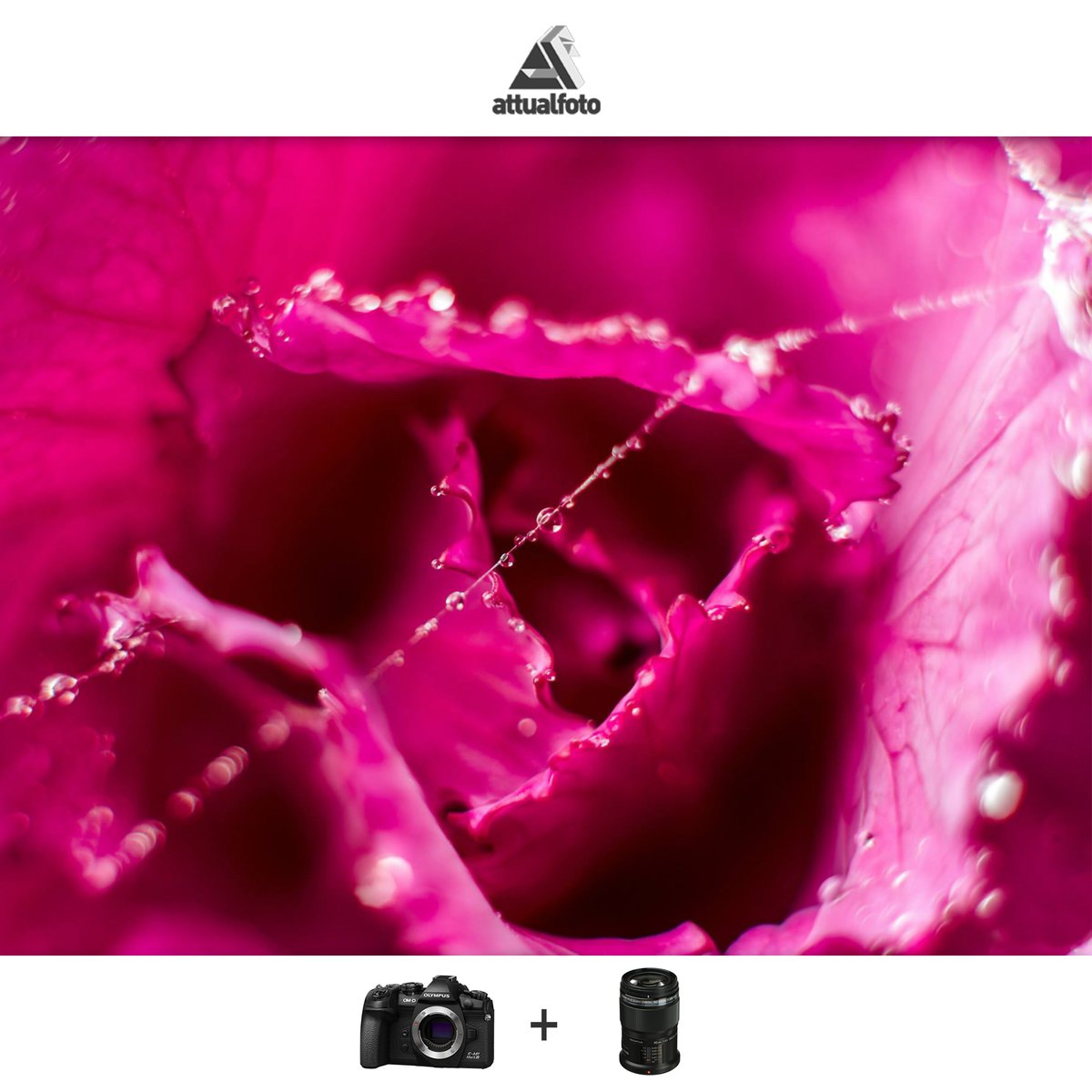 AFotoblog's tweet photo. Scatto realizzato presto la mattina con la rugiada 

Camera: Olympus Italia OM-D E-M1 MARK III
Obiettivo: M.ZUIKO 60mm f/2.8 MACRO
Luogo: Bazovica

#attualfoto  #rugiada #attualfotoblog #mirrorless #macrophotography #photography  #nature #purple https://t.co/kK5g1dWLIP