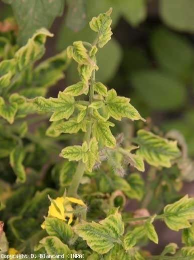 virtigation's tweet photo. #WeekendRead: How does coinfection of 🍅🌿with #TYLCV &amp; #TOCV affect interaction with host &amp; whitefly #bemisiatabaci? Answers in new study of our partners @IHSM_CSIC_UMA @CRAGENOMICA @JJLopez_Moya published in @PhytopathologyJ  @plantdisease: #planthealth https://t.co/kmy97hVXE8 https://t.co/P5O7lj5FPx