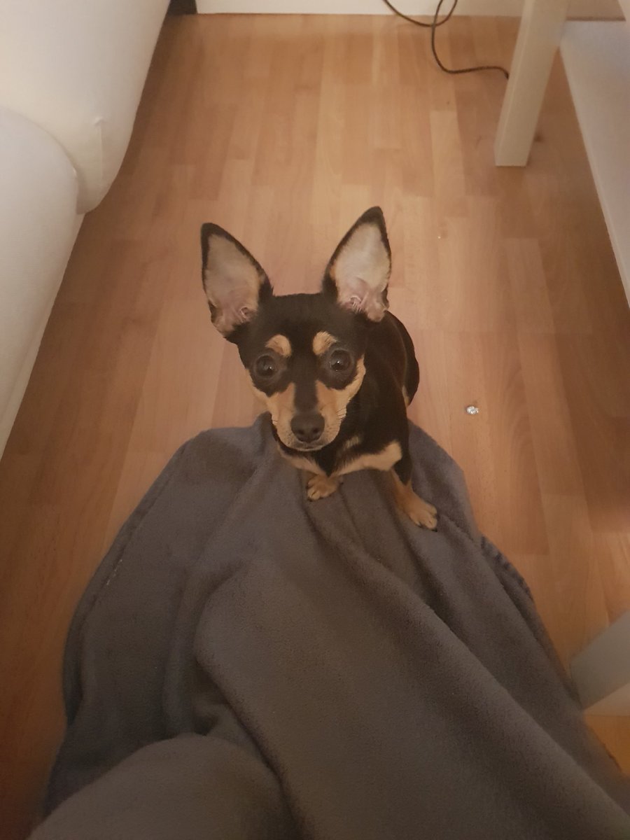 talfinox's tweet photo. @BasoStream Was es wird gestreichelt ich will auch.
Sollich von loona ausrichten. https://t.co/IxLC9B0XvO