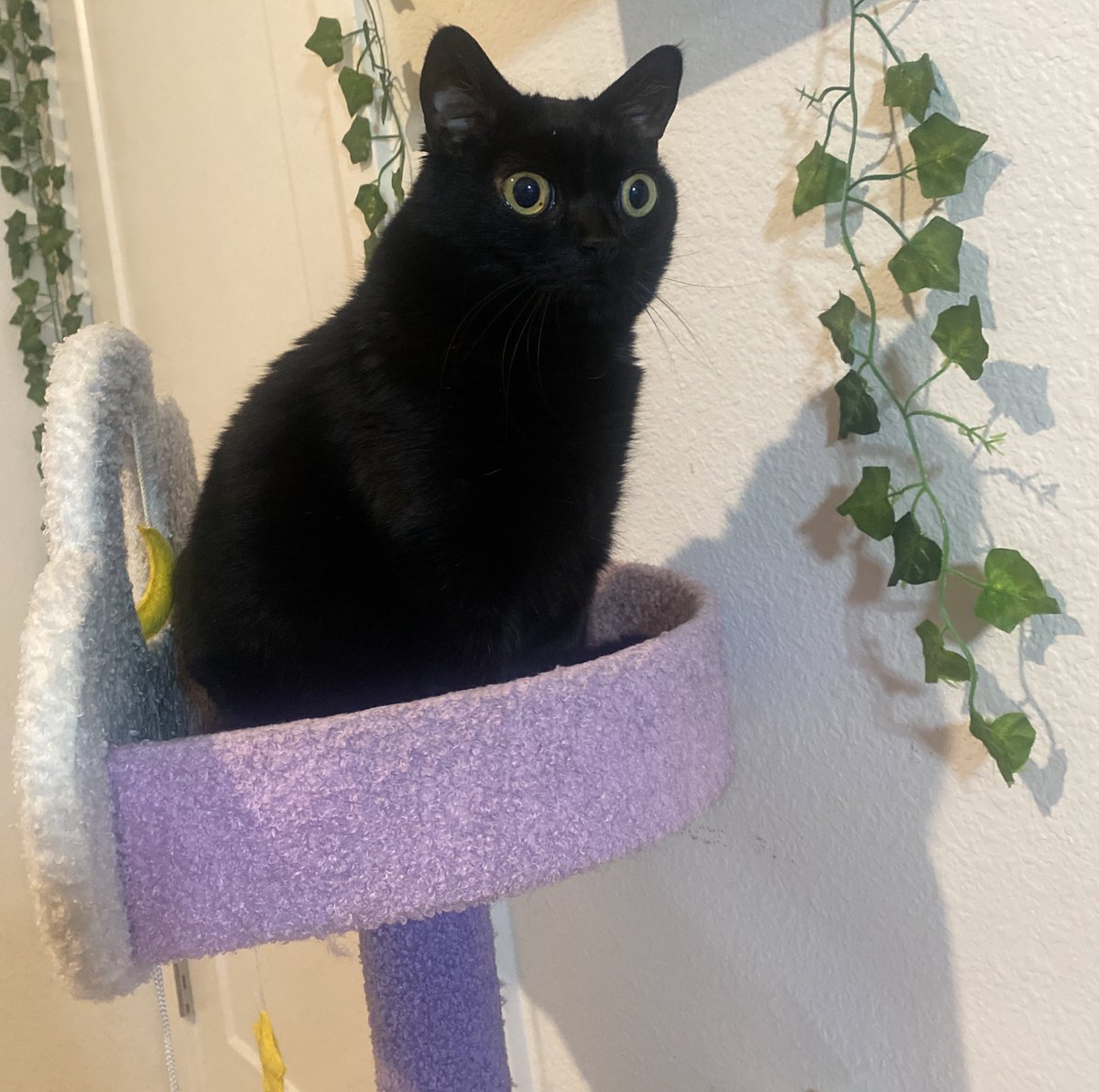 bigfootjinx's tweet image. what’s she looking at