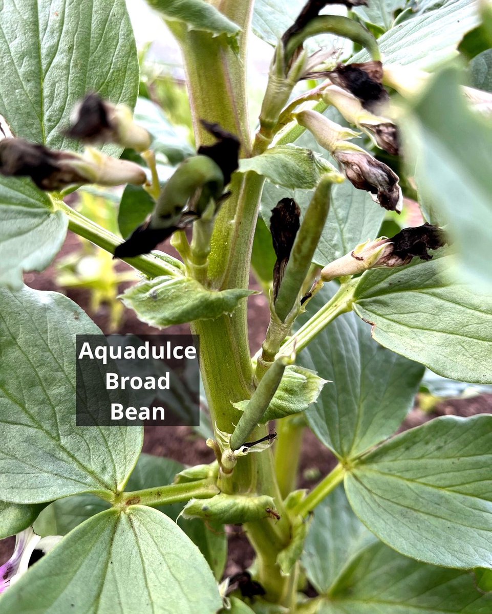 The first of the Broad Beans are setting. 🥳🥳🥳🥳

This variety is Aquadulce Claudia.
It is a very hardy variety so is ideal to sow from late Autumn.
I sowed the seeds back in February and kept them in the greenhouse until they were big enough to plant out.
This variety