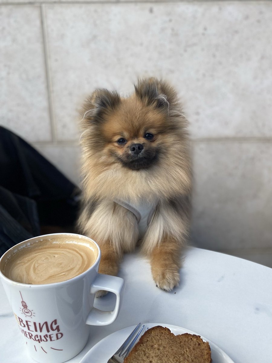 smalldogsbigcit's tweet photo. Hey Twitter. Meet my little brother, Jesse. Handsome isn’t he?
#pomeranian #dublindogs https://t.co/1u1KmAiycz