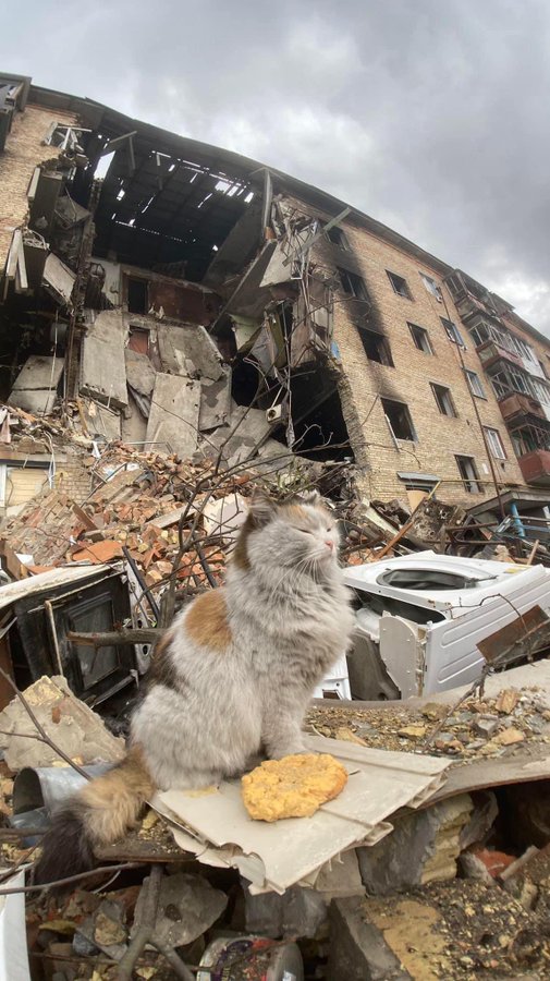 hapSTR7's tweet photo. Google AR streetview in Live. Watch more live on #hapstr https://t.co/T5DV7FfG3d
Stand with #Ukraine meow๐โโฌ๐โโฌ https://t.co/c4K9Rcrdyy