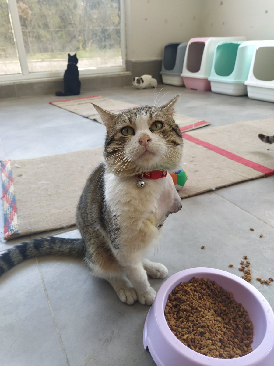 Üç patili koca kafalı birisi. Yuva arıyor 🥺 
iletişim <a href="/Engelsizpati/">Engelsizpatilereyuva 🐾</a> 
<a href="/tursiko/">tursiko</a>