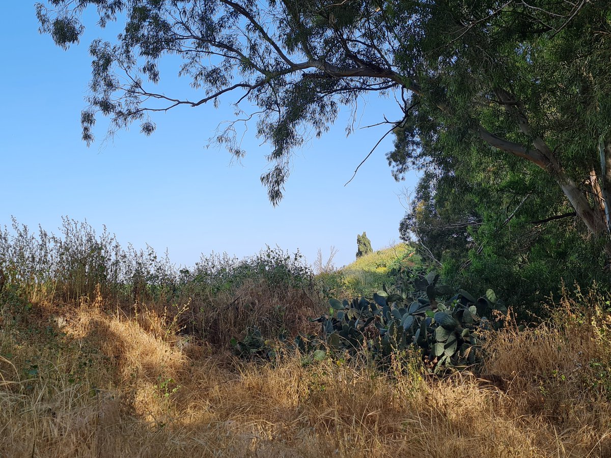 imshin's tweet photo. Morning walk #RamatHasharon https://t.co/5iKmFzdf0c