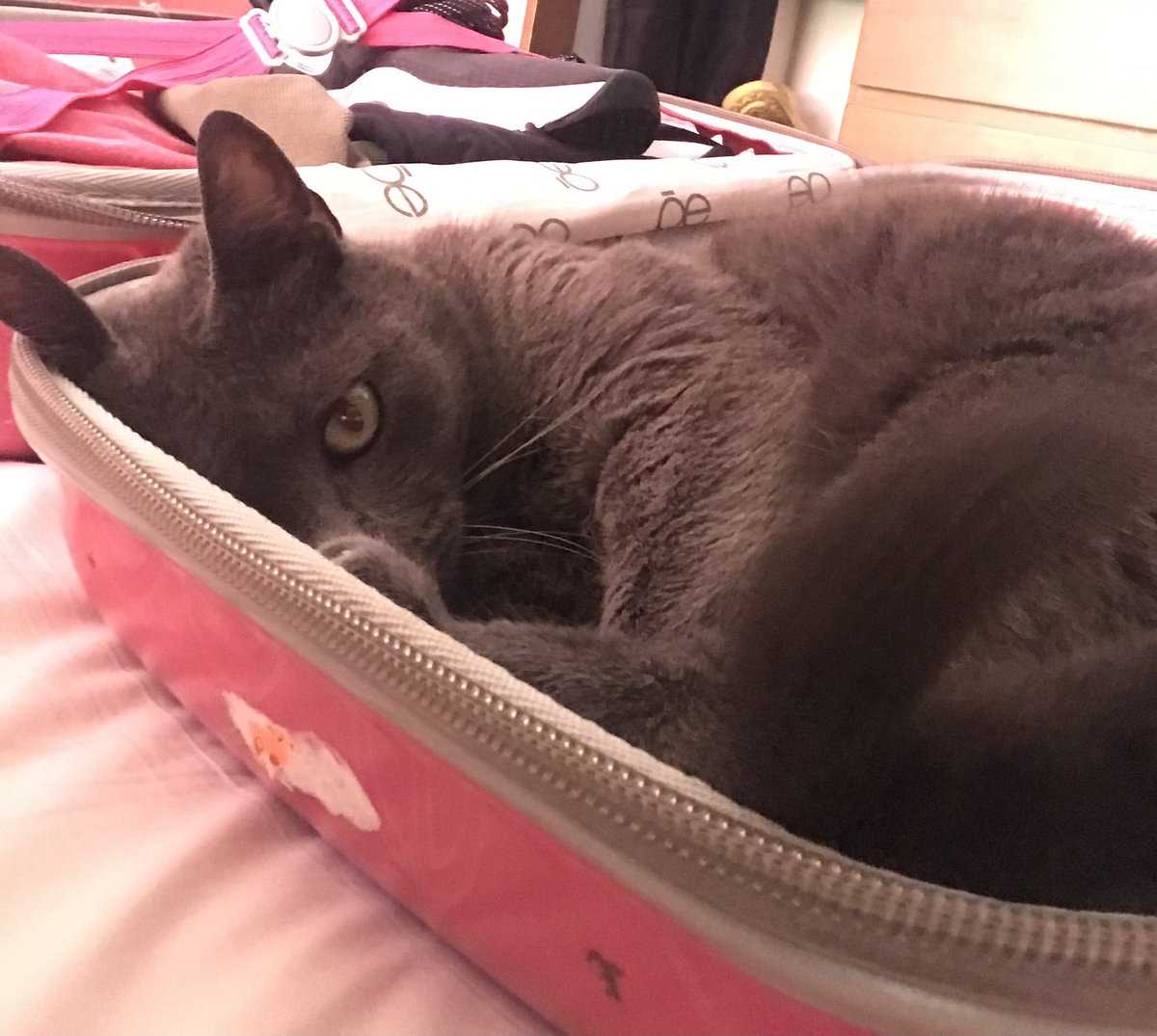 cyrcuuz's tweet photo. @bunfloras I have 7 dogs and don’t feel like finding pictures of them so here’s my cat https://t.co/5NQD9LCRX5