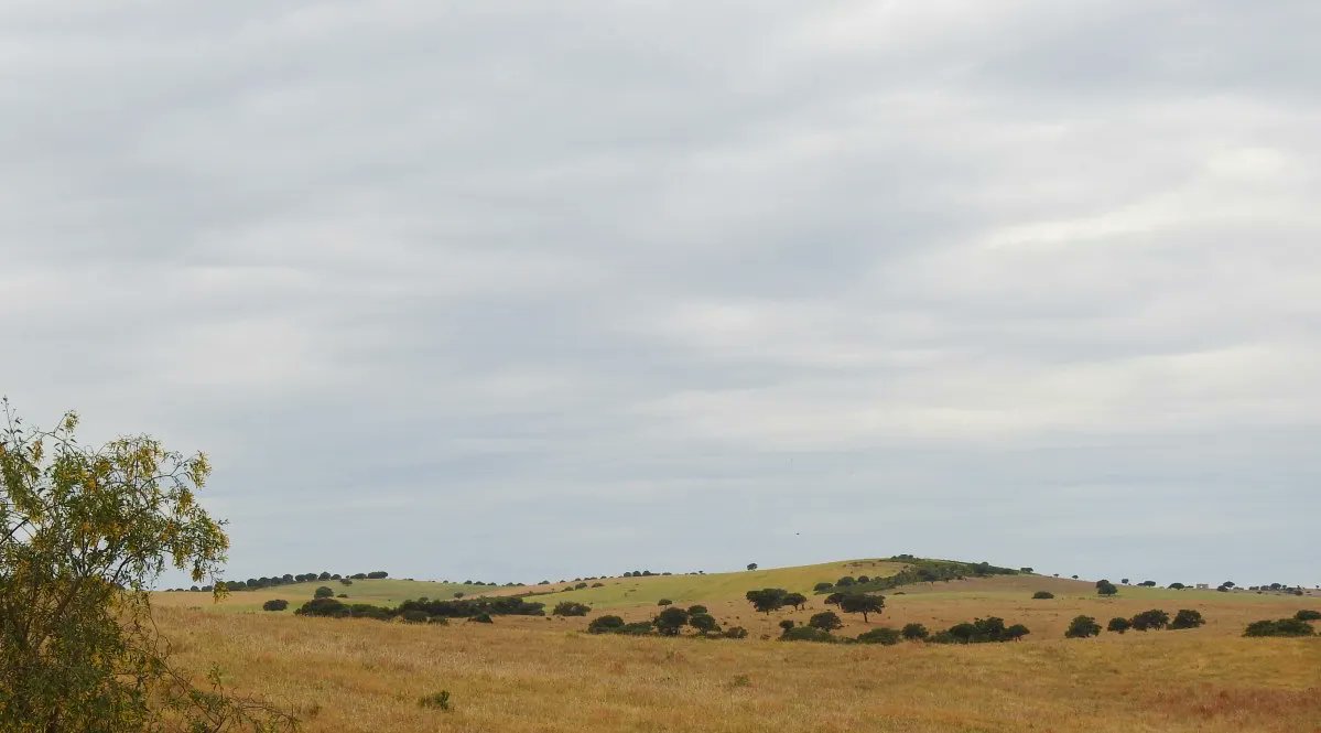 Eurasian Griffon Vultures, known as Grifo in Portugal. These are big birds, far bigger than eagles. 

#Birding #BirdsOfPrey #VisitAlentejo

buff.ly/2Iiujg1