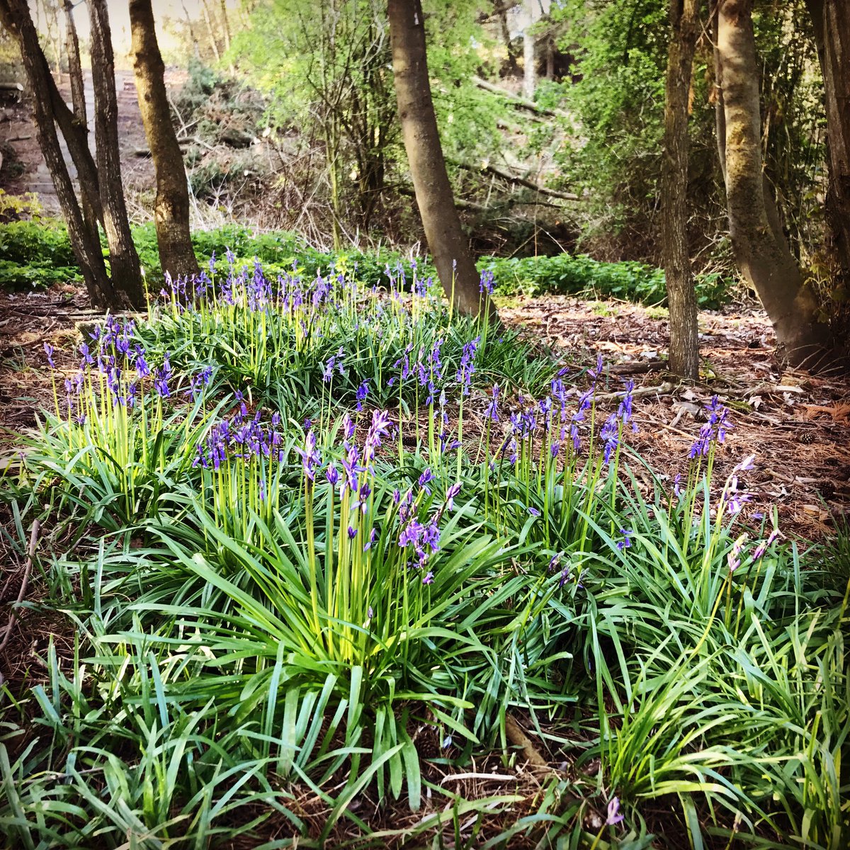 R2gTeesDurham's tweet photo. Bluebell season has arrived in Fishburn! Magical early morning dog walk through the woods today, thanks to @Discoverbwlp & @DurhamCouncil for all their hard work clearing the paths of fallen trees! #Bluebells #Fishburn #lovewhereyoulive https://t.co/wJVjRijM9V