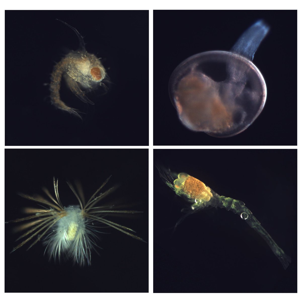 Shawn Arellano tweet media