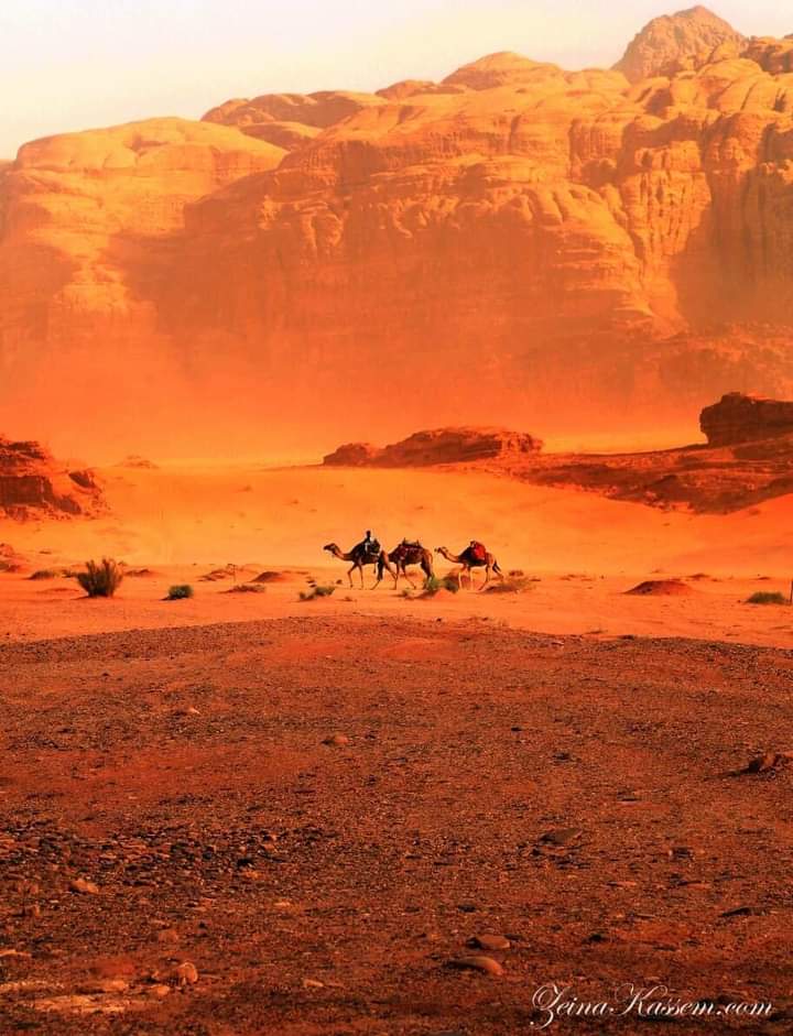 No place in the world ever made me feel like the peace and wilderness of Wadi Rum desert. 
#camels #desert #travel #adventure #photography #camelride #travelphotography #wadirum #cameleerlife #tourism #sahara #jordan #visitjordan #camelart #chameau #zeinakassemphotography