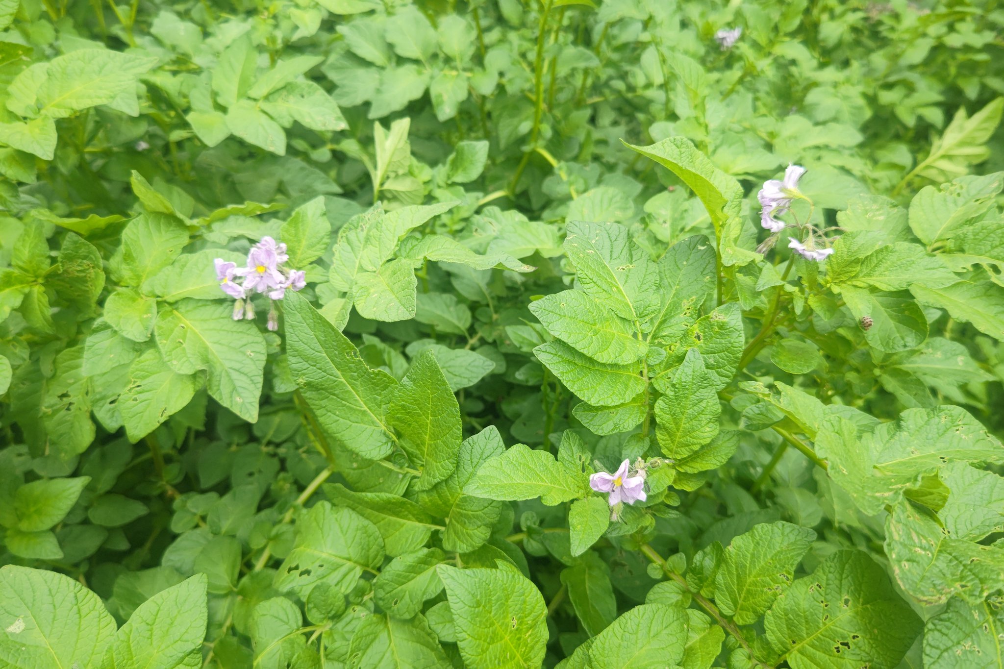 つちだファーム ジャガイモの花 今日は朝から雨がしっかり降り 風も強くなり寒くなってきました そんななか ジャガイモ の インカのめざめ の花が咲いてきました 同じタイミングで植え付けたキタアカリや男爵よりも 成長が早いようです 明日は