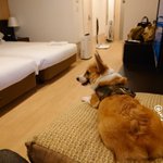 コーギーるーしーKのツイート画像